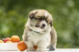 Дополнительные фото: welsh corgi pembrok