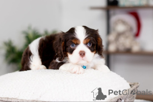 Фото №3. Познакомьтесь с Оливером, настоящим маленьким принцем, сердце которого такое же.  Германия