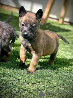 Фото №3. Chiots Berger Belge в продаже.  Франция