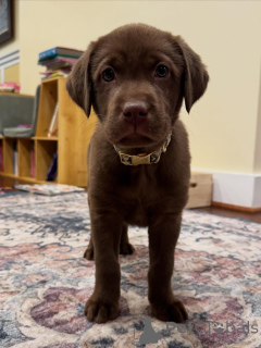 Фото №2 к объявлению №163764 о продаже лабрадор-ретривера - купить в Нидерландах частное объявление, заводчик