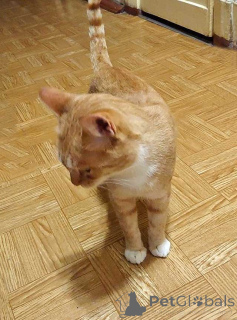 Фото №4. Продам  в Санкт-Петербурге частное объявление - цена Бесплатно