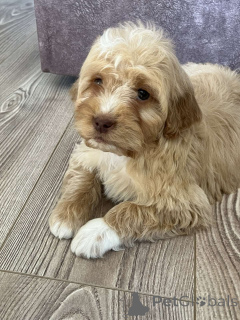 Фото №3. Голдендудли и лабрадудели.  Сербия