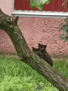 Фото №1.  - купить в Минске за Бесплатно. Объявление №163635