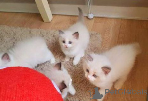 Фото №3. Léif 8 Wochen Al Ragdoll Kätzchen Gesond & Léif. Люксембург