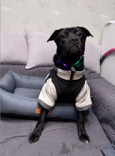 Фото №1. беспородная - купить в Москве реке за Бесплатно. Объявление №163255