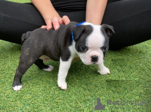 Фото №3. Adorable Boston Terrier Puppies for free adoption.  Германия