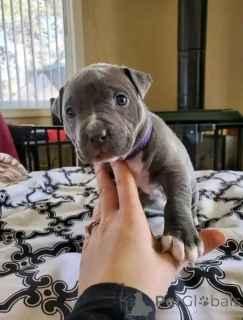 Фото №1. американский питбультерьер - купить в Аугсбург за договорная. Объявление №165355