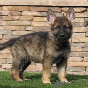 Фото №3. Deutsche Schäferhundwelpen zu verkaufen.  Австрия