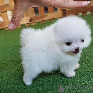 Фото №3. Выращенные на дому щенки померанского шпица на продажу Ветеринарный осмотр,.  Испания