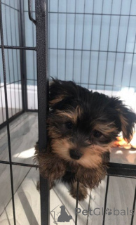 Фото №2 к объявлению №144937 о продаже  - купить в Испании 