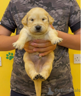 Фото №2 к объявлению №161328 о продаже золотистого ретривера - купить в Канаде 