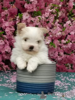 Фото №3. Щенки мальтипом мини.  Россия