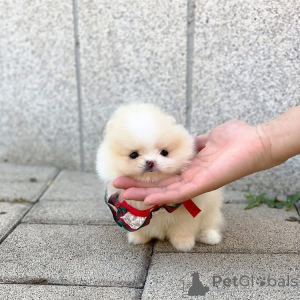 Фото №2 к объявлению №161681 о продаже  - купить в США 