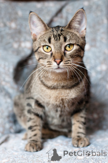 Фото №2 к объявлению №166166 о продаже  - купить в Беларуси 