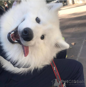 Фото №3. Продается собака.  Грузия