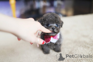 Фото №1. мальтийская болонка - купить в Банфорд за 37455₽. Объявление №152464