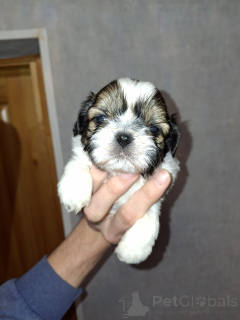 Фото №2 к объявлению №165359 о продаже лхасского апсо, мальтипу, пекинеса, померанского шпица, ши-тцу - купить в Финляндии частное объявление, из питомника, заводчик