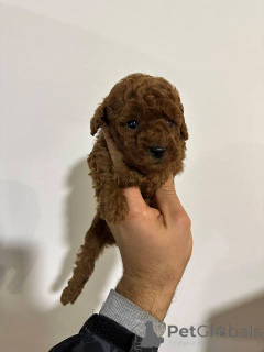 Фото №2 к объявлению №151072 о продаже пуделя (той) - купить в Сербии 