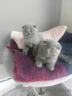 Фото №1. шотландская вислоухая (скоттиш фолд) - купить в Хельсинки за 53805₽. Объявление №164668