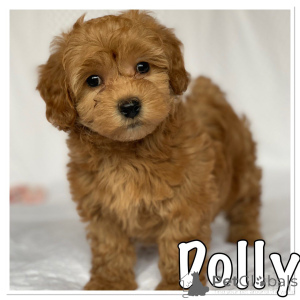 Фото №1. гаванский бишон - купить в Грязный за 46384₽. Объявление №159433