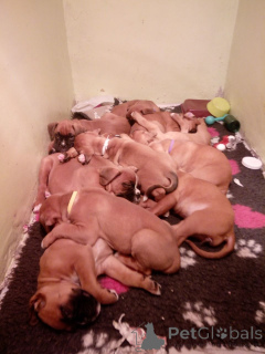 Фото №2 к объявлению №164847 о продаже немецкого боксёра - купить в Бельгии частное объявление, заводчик