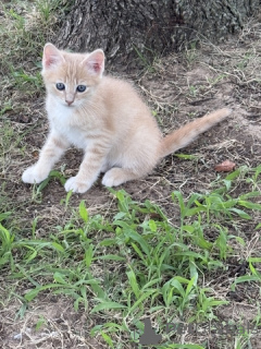 Фото №4. Продам мейн-куна в 665 Сайт Колония  - цена 5914₽