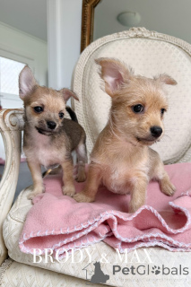 Фото №1. беспородная - купить в Уорнамбул за 64067₽. Объявление №151220