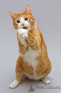 Фото №2 к объявлению №164498 о продаже  - купить в России из приюта