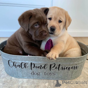 Фото №1. лабрадор-ретривер - купить в Парижский район за договорная. Объявление №165612