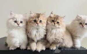 Фото №1. британская длинношёрстная - купить в Брюсселе за 46384₽. Объявление №165846