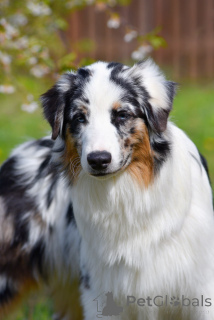 Фото №3. Щенок австралийская овчарка.  Беларусь