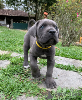 Фото №3. Познакомьтесь с Аполлоном, сильным, благородным и бесконечно преданным..  Германия