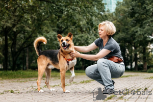 Фото №3. Ищет дом благородный дон Начо.  Россия