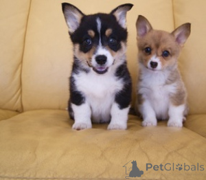 Фото №1. вельш-корги - купить в Северный за договорная. Объявление №168843
