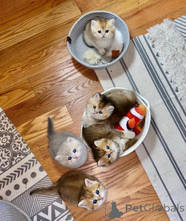 Фото №1. манчкин - купить в Лейпциг за 32468₽. Объявление №166475