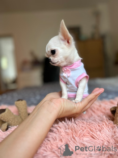 Фото №3. Chihuahua mini.  Германия