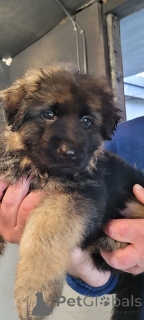 Фото №1. немецкая овчарка - купить в Калифорния за 44934₽. Объявление №159369