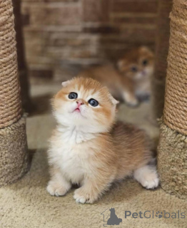 Фото №2 к объявлению №138361 о продаже манчкин - купить в США частное объявление