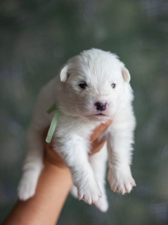 Фото №2 к объявлению №6326 о продаже самоедскую собаку - купить в России заводчик