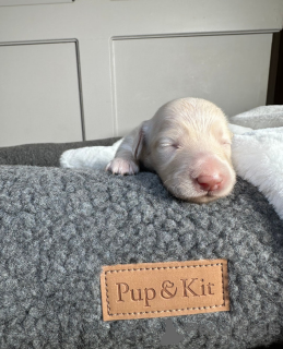 Фото №1. такса - купить в Тарту за 31454₽. Объявление №161333