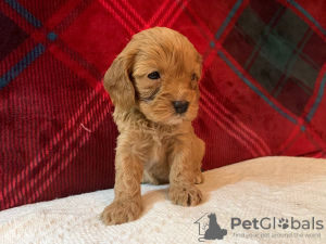 Фото №3. Beautiful Cavapoo Puppies For free adoption.  Германия