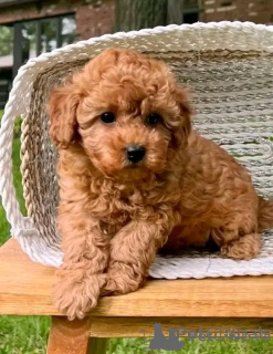 Фото №2 к объявлению №157887 о продаже пуделя (той) - купить в Словакии 