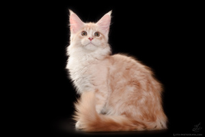 Фото №3. Крупный котенок мейн-кун драгоценного окраса. Россия