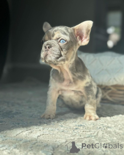 Фото №2 к объявлению №150646 о продаже французского бульдога - купить в Германии из приюта, заводчик