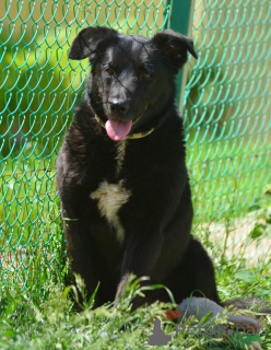 Фото №4. Продажа беспородную в Санкт-Петербурге частное объявление - цена Бесплатно