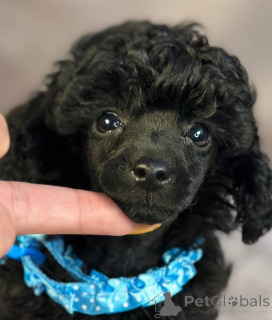 Фото №4. Продажа пуделя (той) в Сомбор заводчик - цена 92767₽