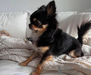 Фото №2 к объявлению №138790 о продаже  - купить в США заводчик