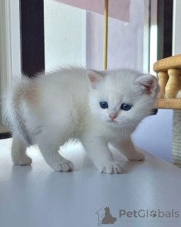 Фото №2 к объявлению №162856 о продаже шотландская вислоухая (скоттиш фолд) - купить в Франции 