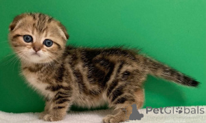 Фото №2 к объявлению №156689 о продаже рэгдолл - купить в Беларуси 