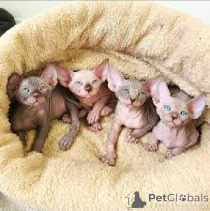 Фото №1. канадский сфинкс - купить в Марселе за 46384₽. Объявление №165920